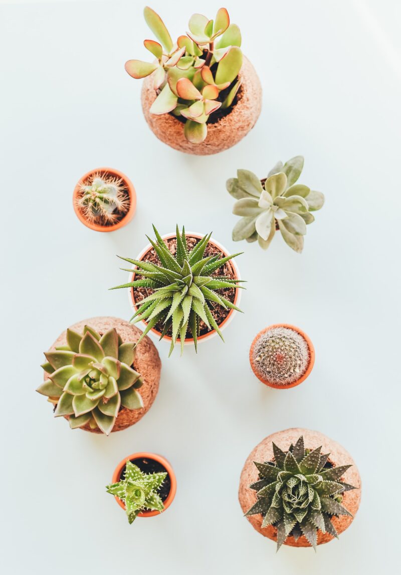 succulents are great holiday gift ideas